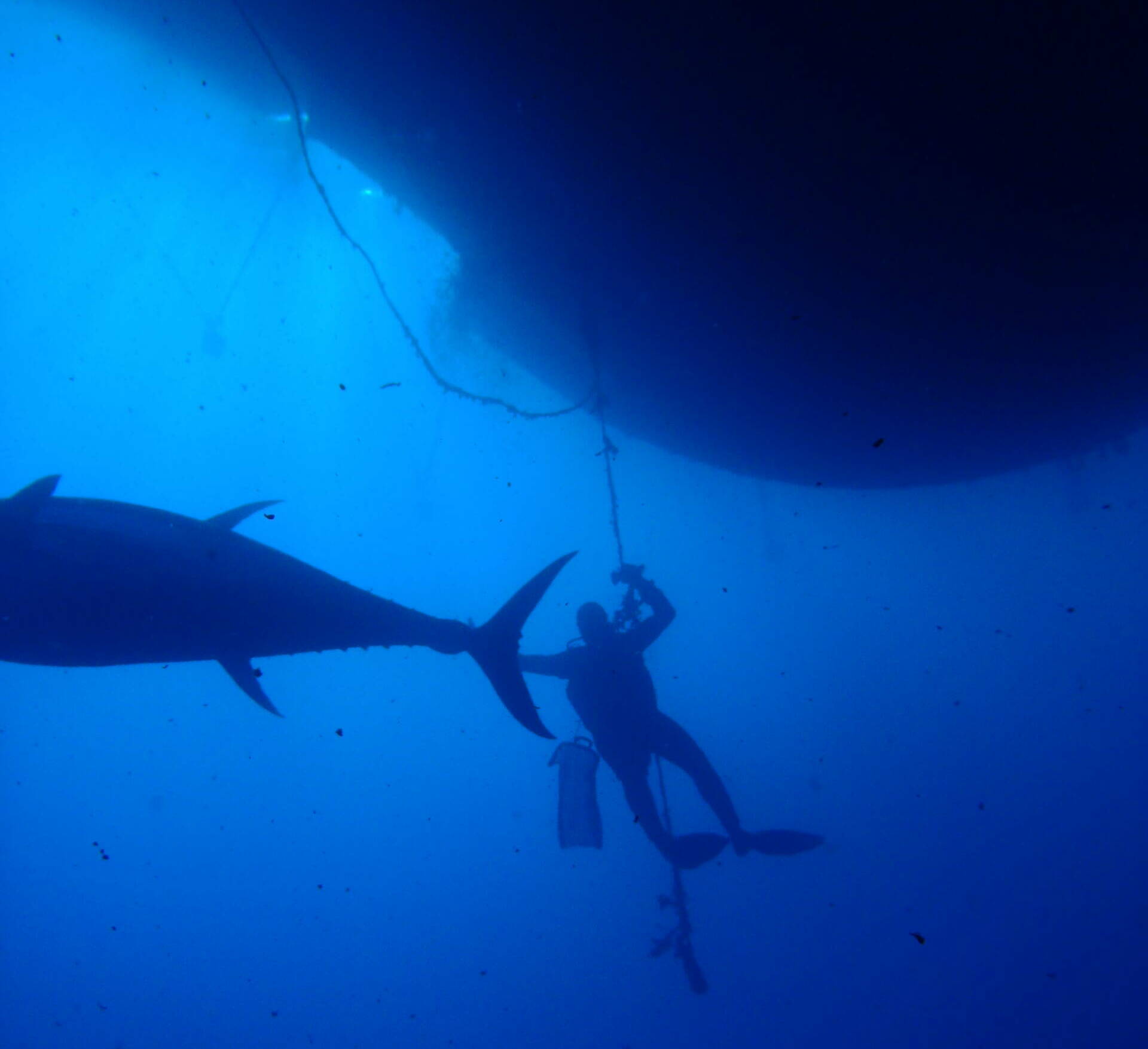 Dive Center